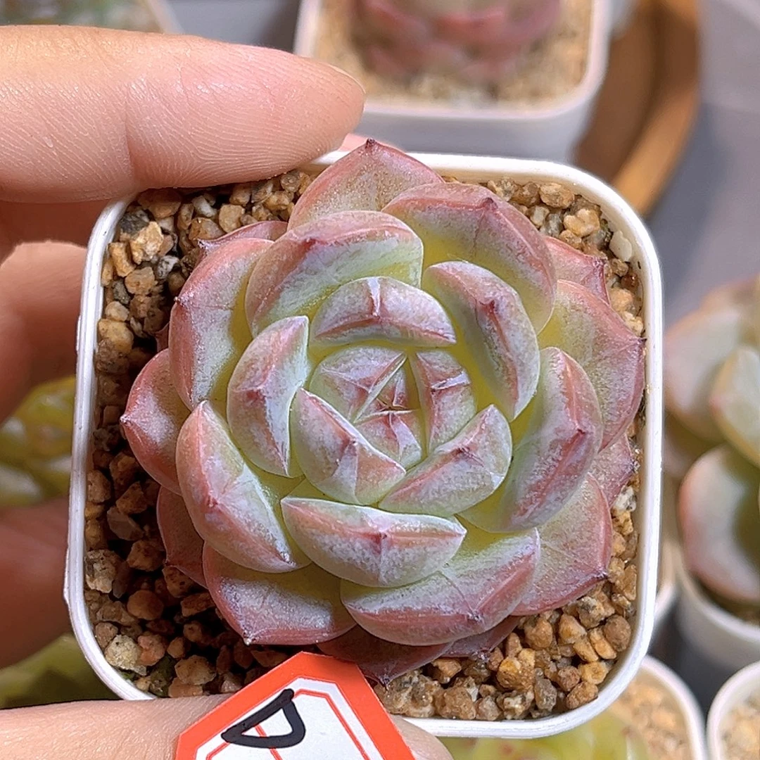 D513 一物一拍  霜露