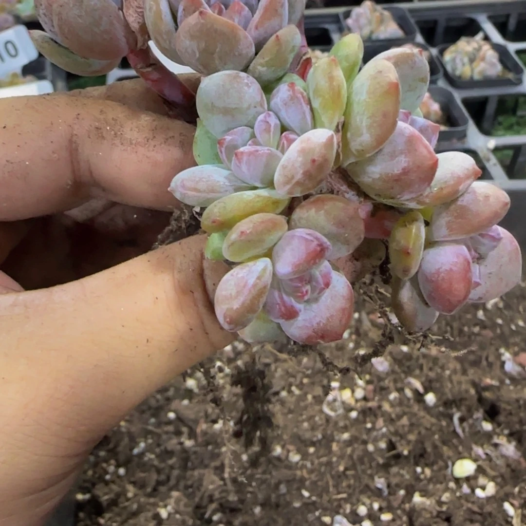 义***货145号一物一拍特价福利