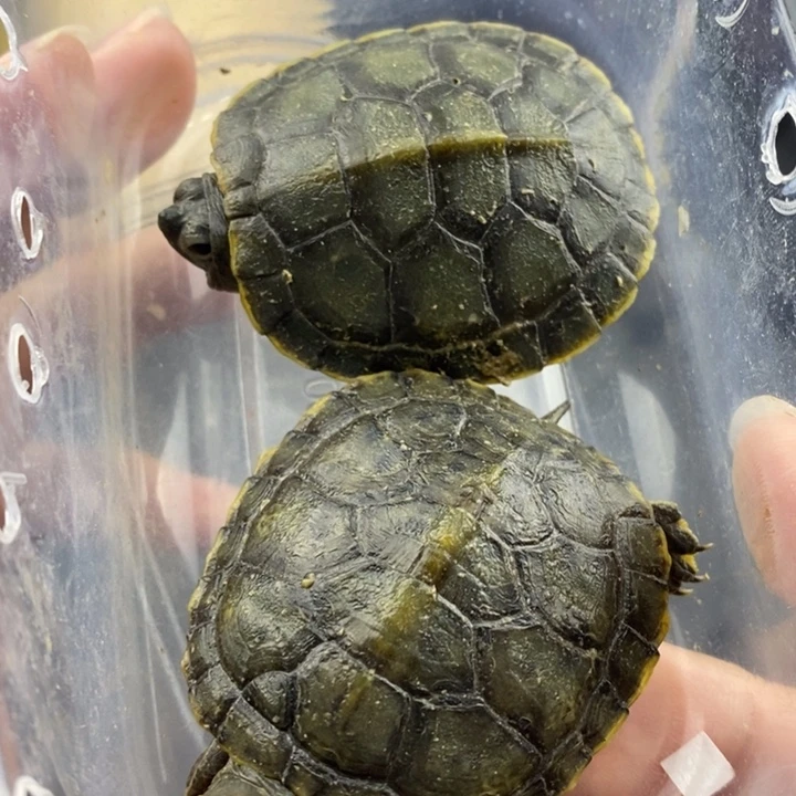 巴西彩龟母666666666