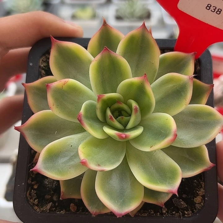 838号桃花锦多肉植物