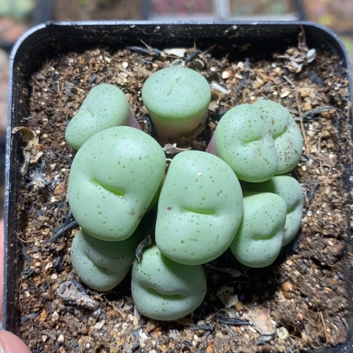捧花大饼11头特价