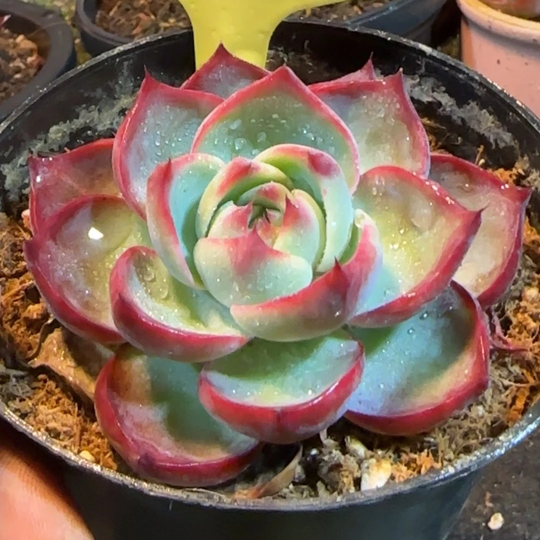 惊鸿一物一拍包装收缩花旱417