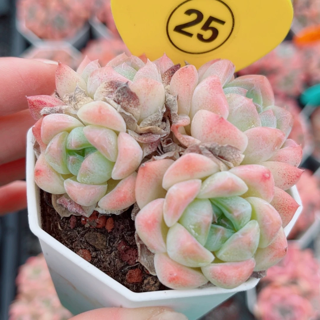 25号小老桩糖心群