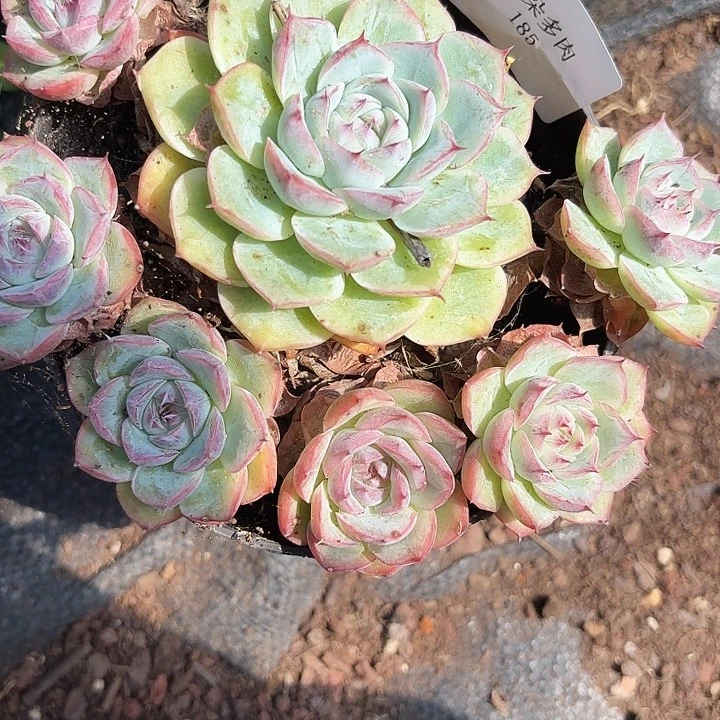 闪吼185呀呀呀呀呀嗨
