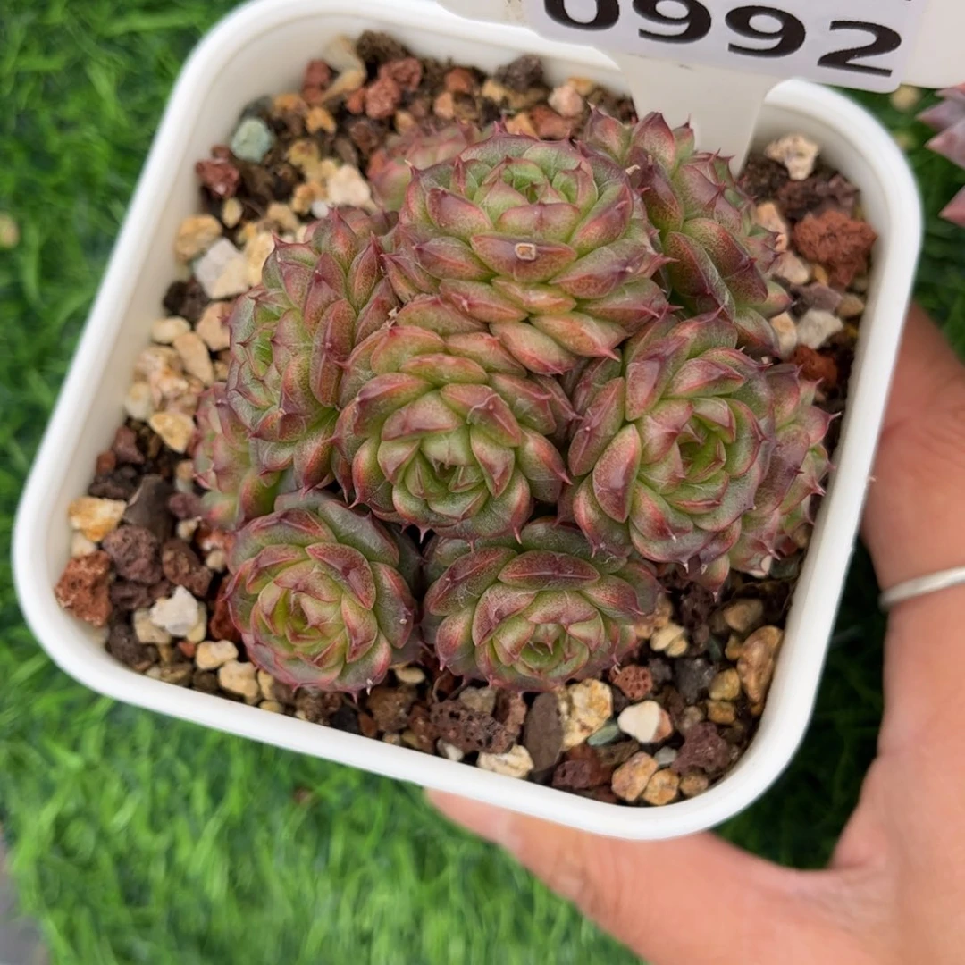 多肉植物0992 满30包邮