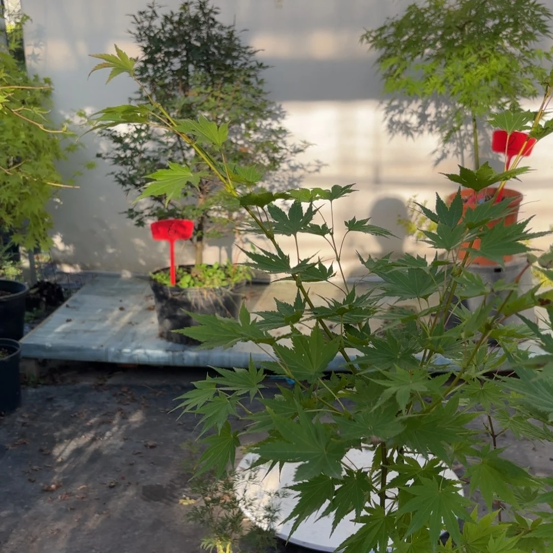 无花朵约旦66666666666