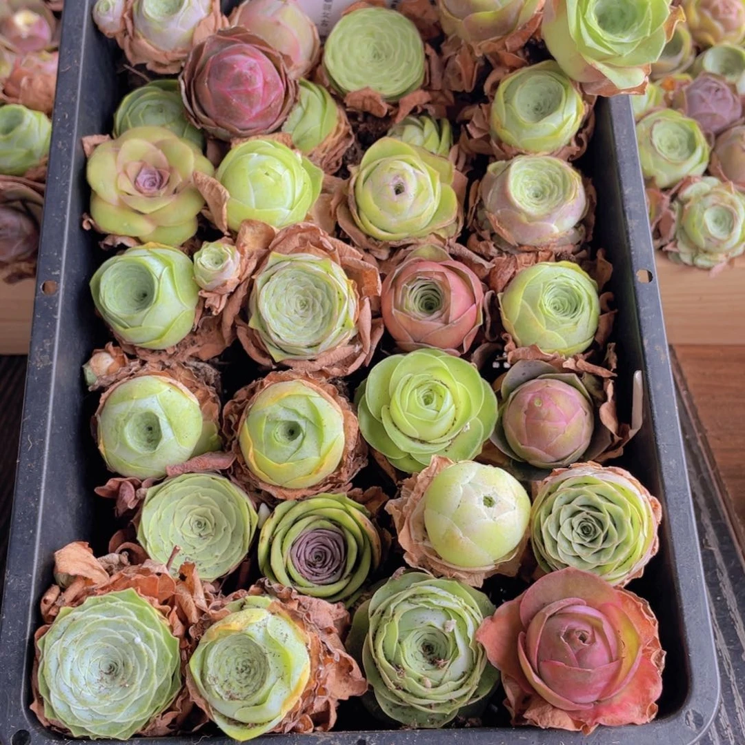 保底三十颗量拍888088