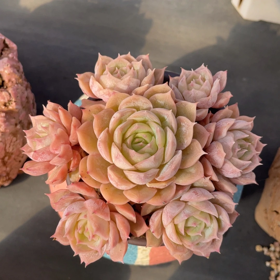 昂斯诺整装无砍群