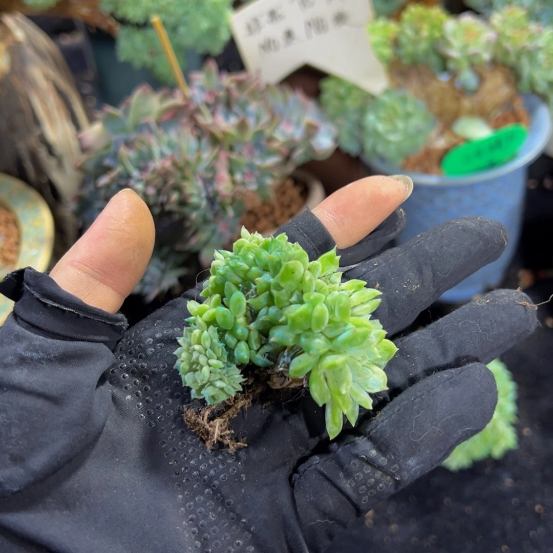 黄粉心冰魄缀瑕 天天开心