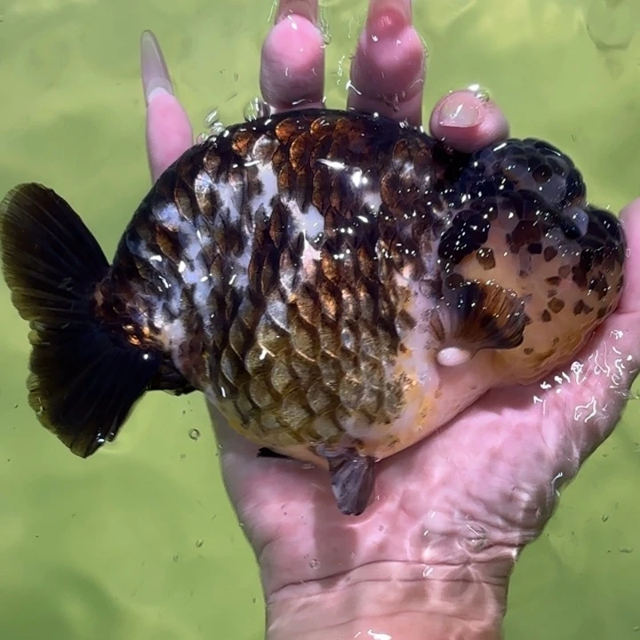 海水鱼兰寿金鱼活体淡水观赏鱼