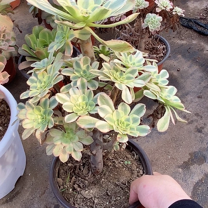 正***57保时捷多肉植物法师