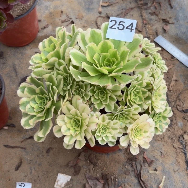 绿豆沙多肉植物不包损254