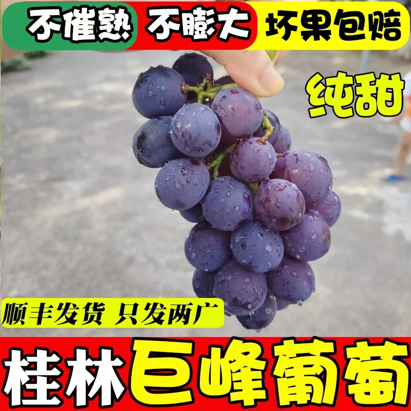 广西专拍 桂林兴安大溶江巨峰葡萄自然果