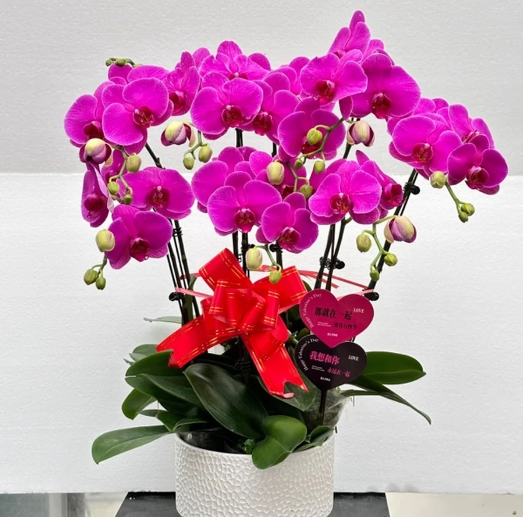 鼎胜【恭喜发财】蝴蝶兰盆栽花卉观花植物室内四季开花优质陶瓷盆