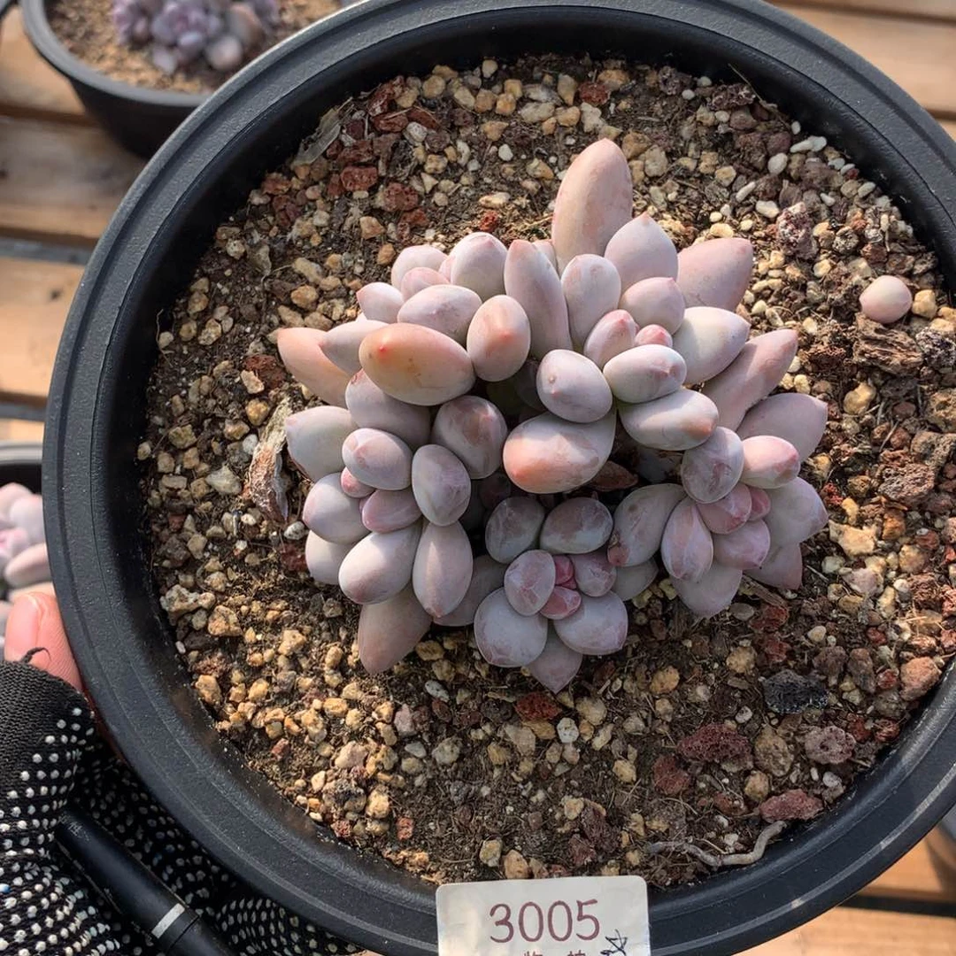 ✨11厘米五头香水多肉3005