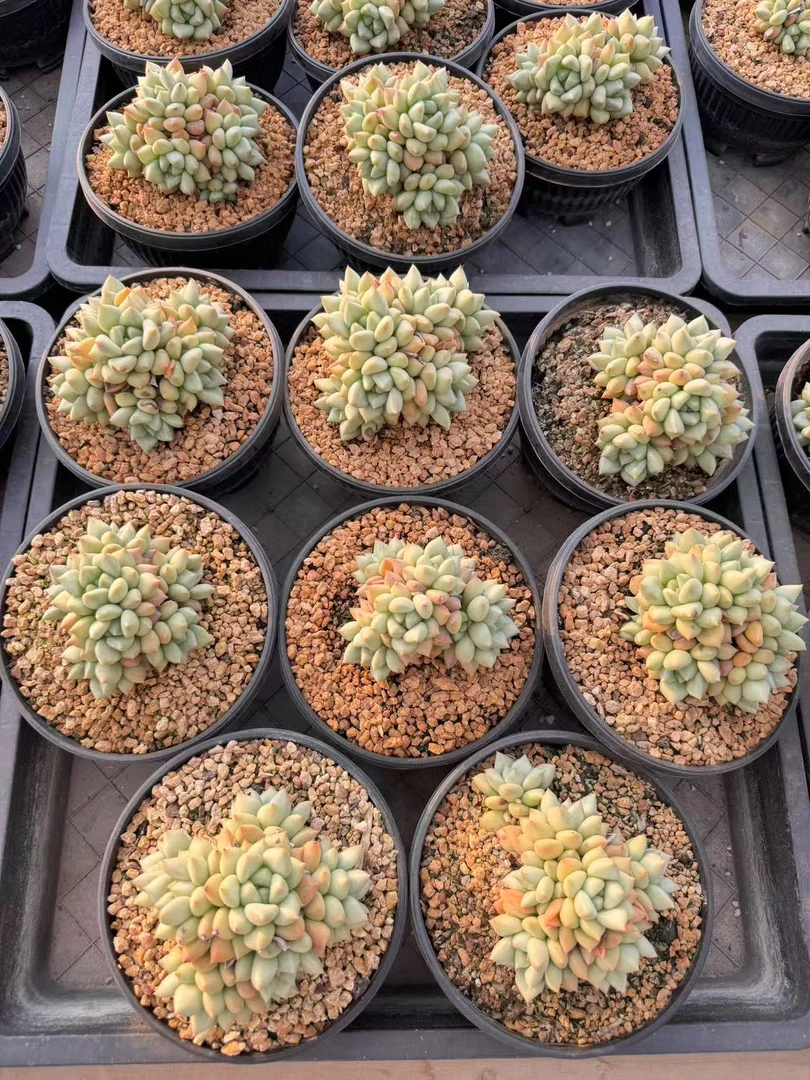 多肉植物