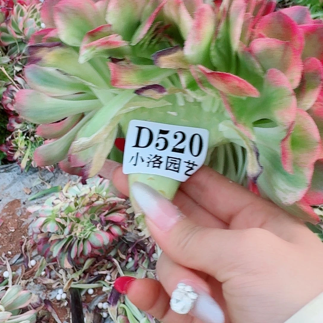 520 缀化无根不包侧枝