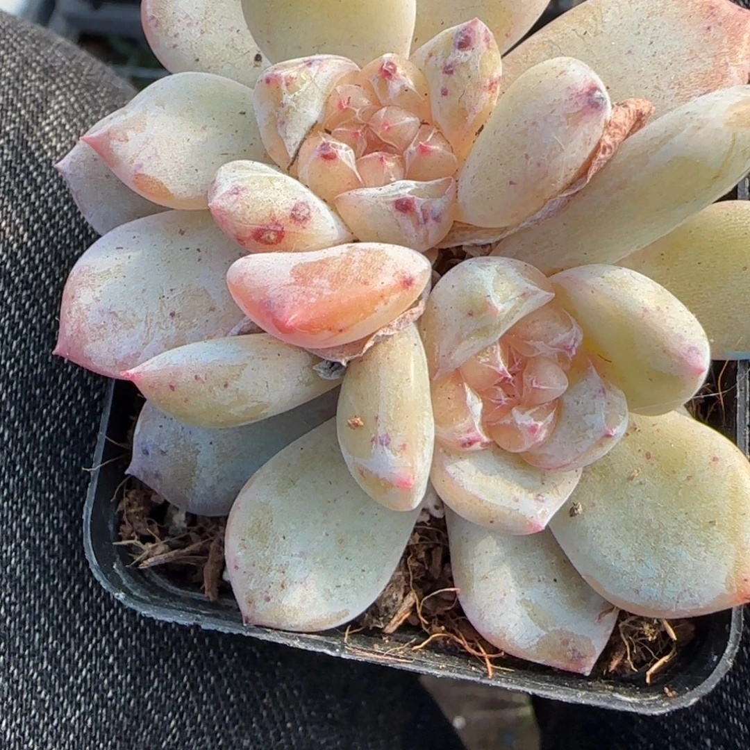 小卡拉米糖心一物一拍