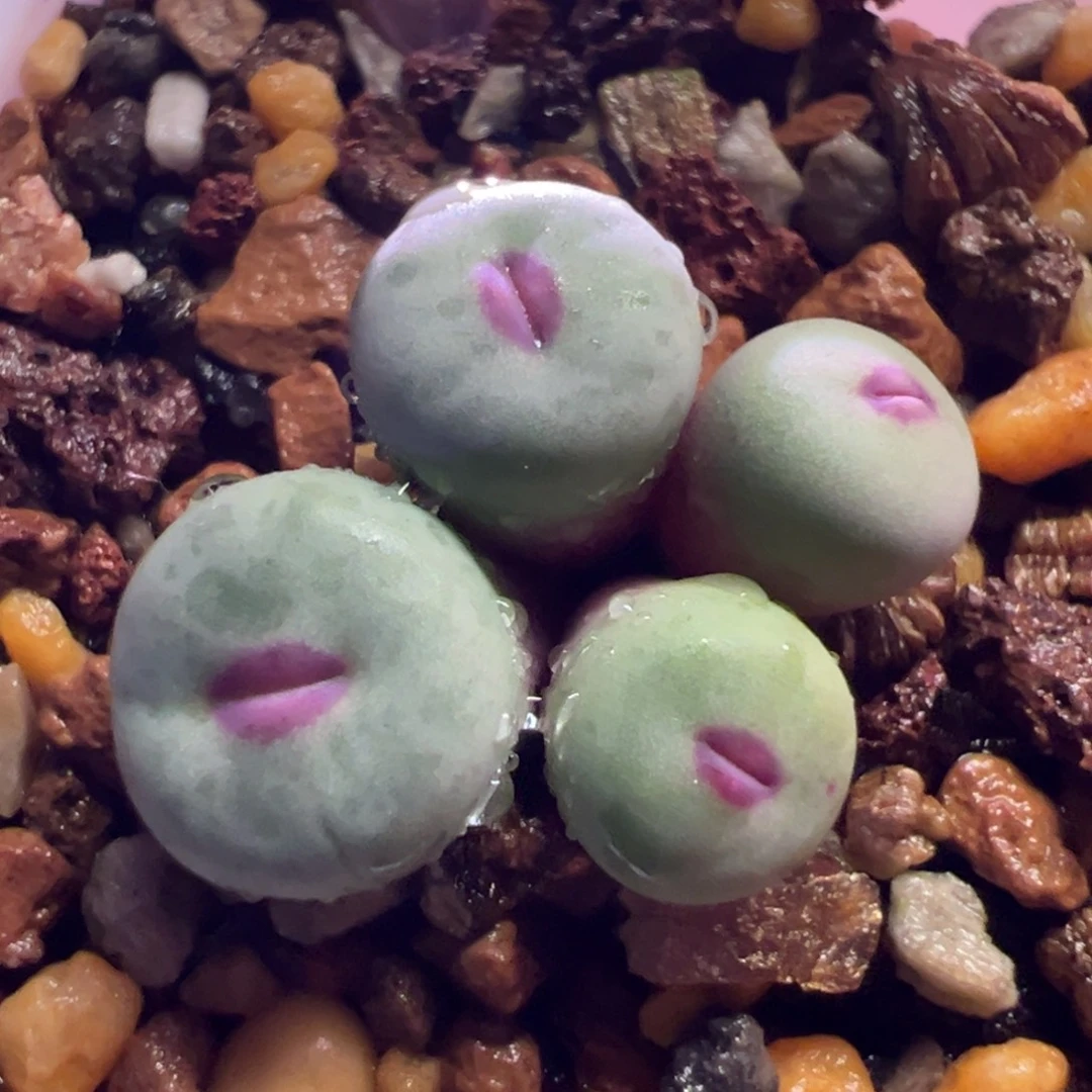 1350，1380b，肉锥植物