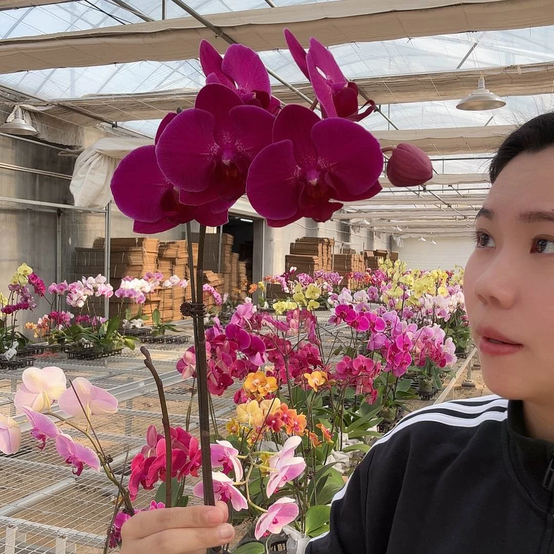 朵***朵完全开放双花剑斯泰伦博斯 一支春花苞