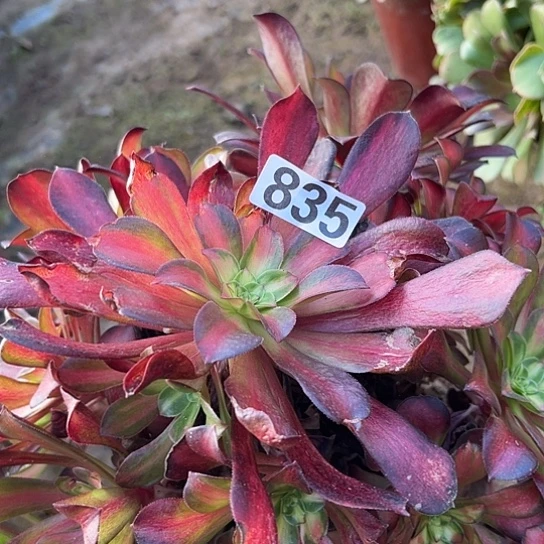 会***洪多肉植物一个枫叶835