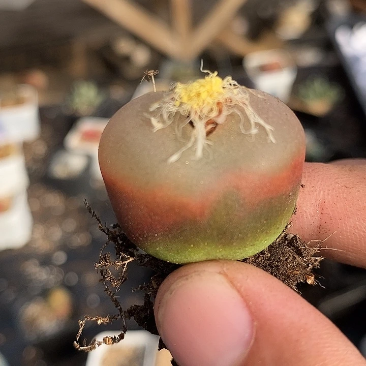 472荔枝毛一颗。