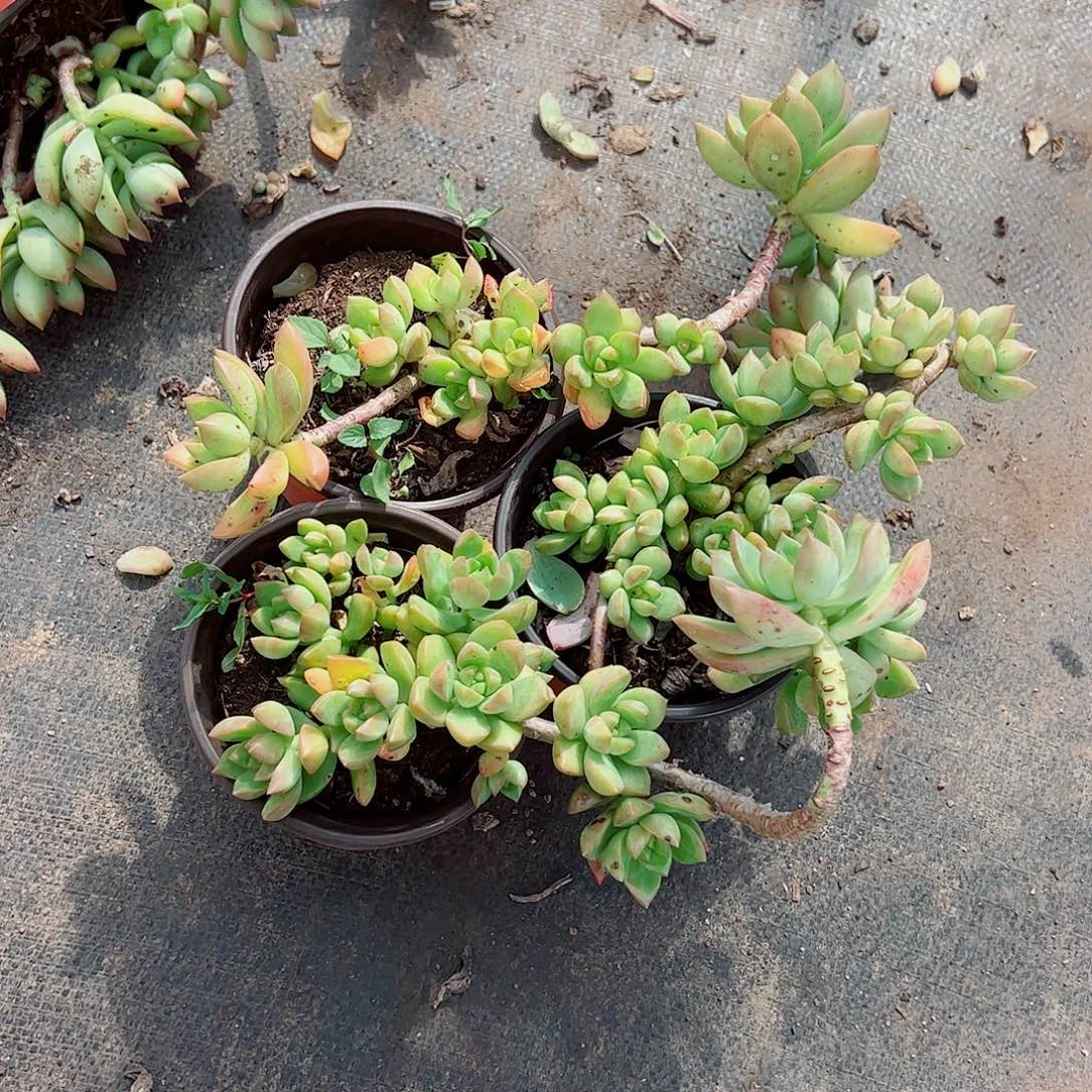 黄历多头造型精品特价三盆