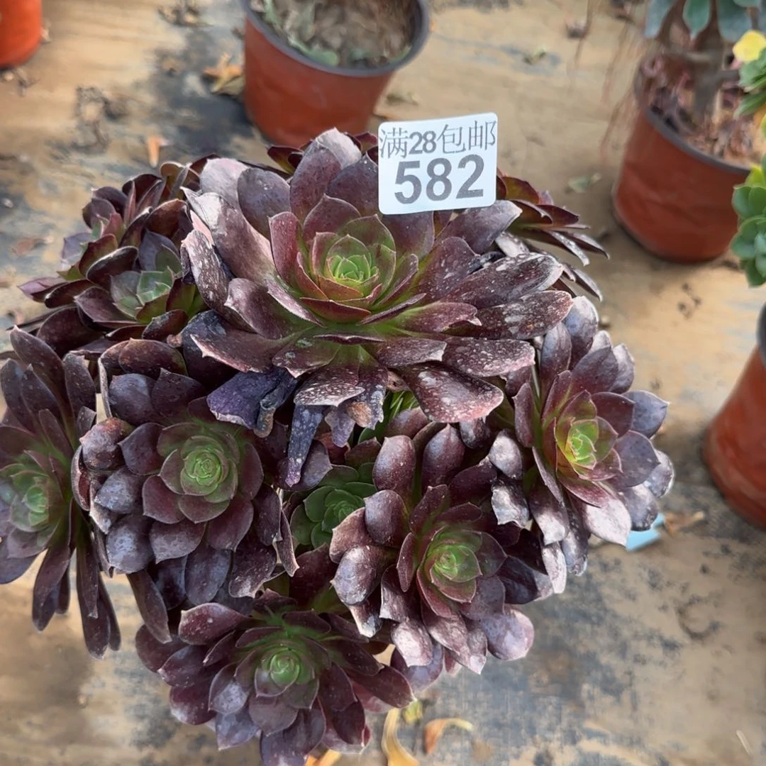 黑魔多肉582满28包邮断枝不包