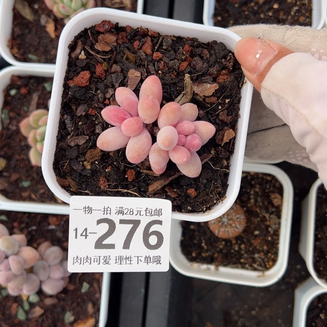 E**‘汤圆多肉多肉多肉多肉