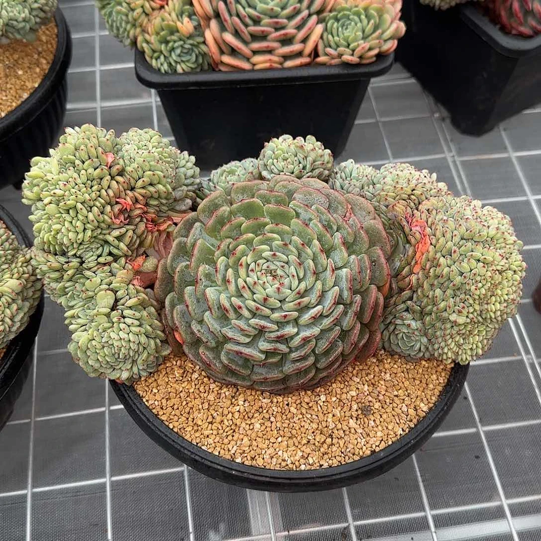 从前慢花园精选彩票缀化