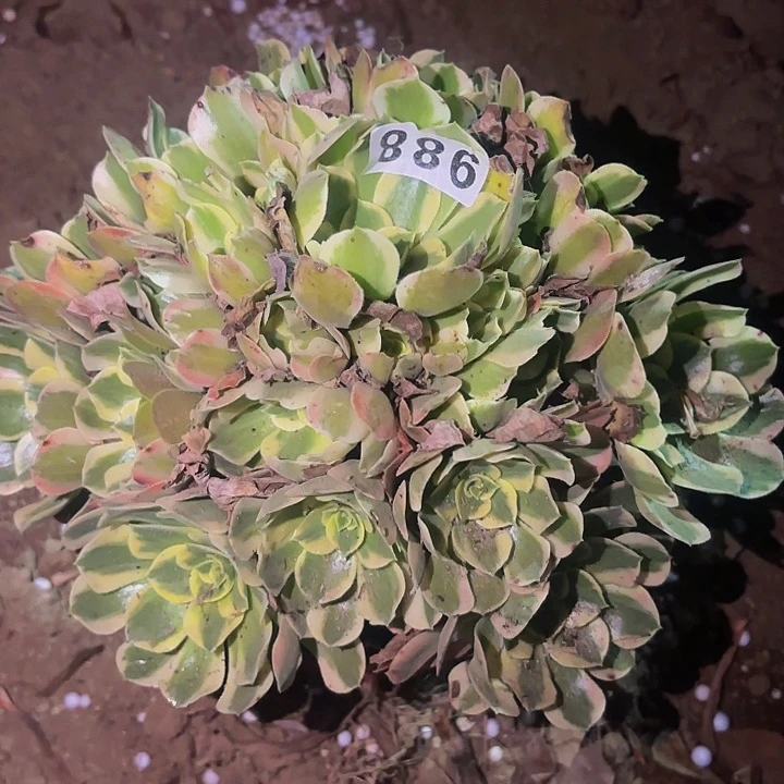 988妖月多肉植物不售后