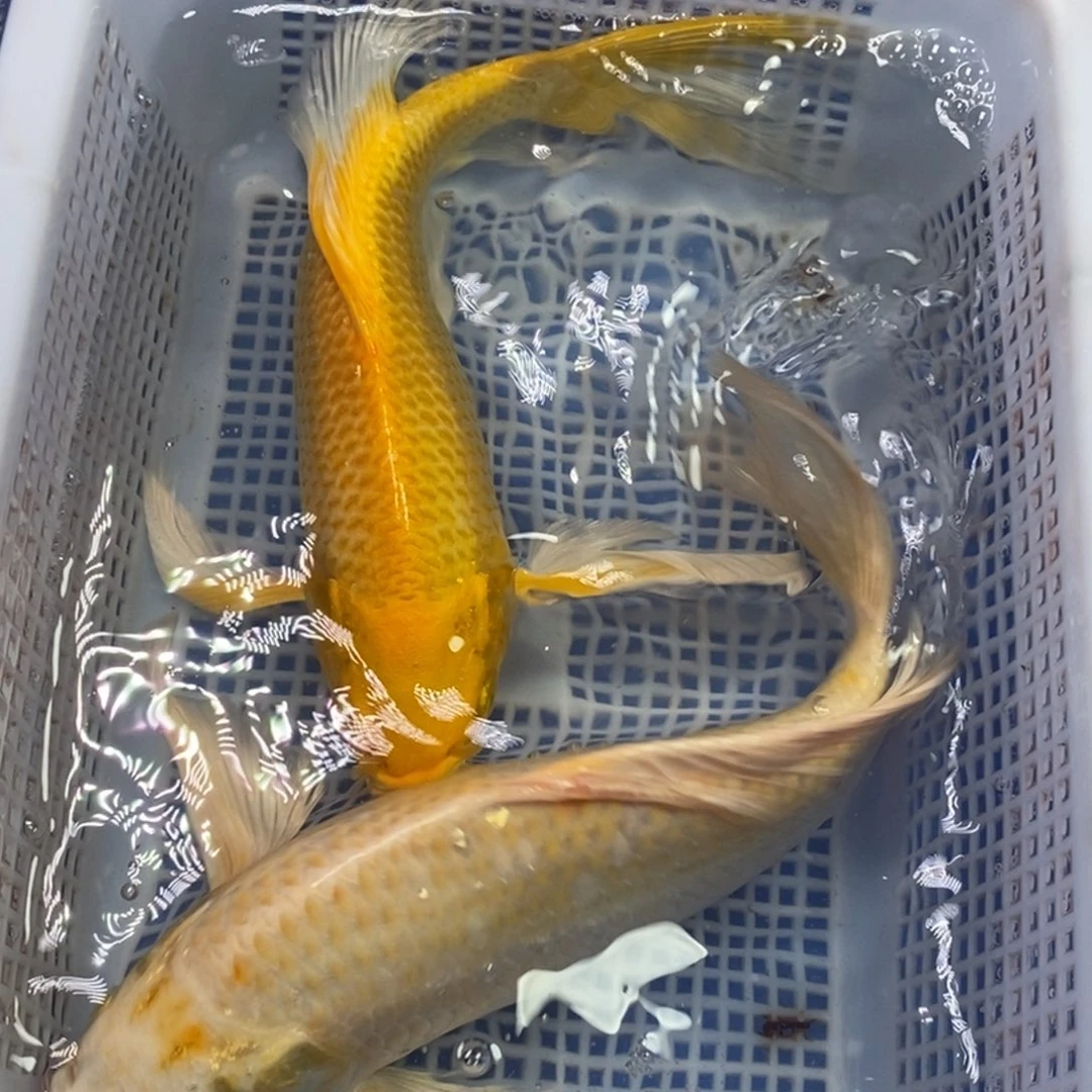 锦鲤冷水锦鲤包邮
