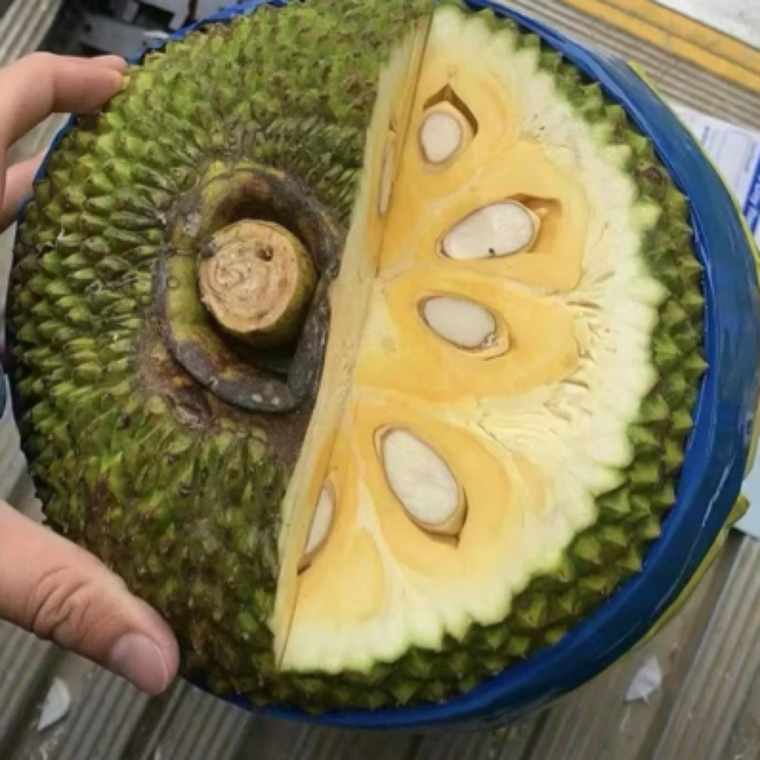 进口越南普通红肉菠萝蜜（整果发货，熟度不备注哦，介意不拍）