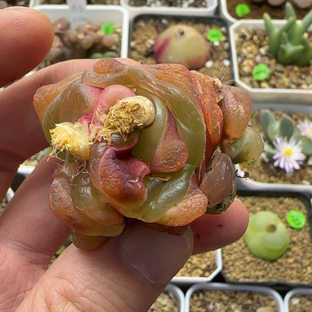 缀化巨无霸多肉植物378