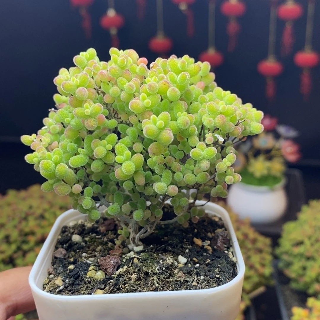 130号（特价）蜜橘糖球枝干