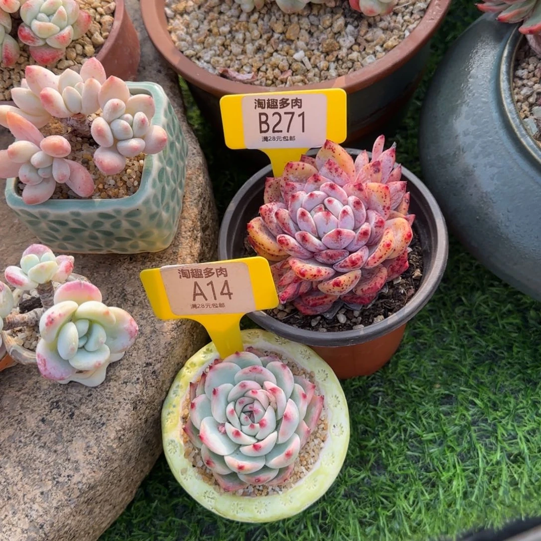 乐*?多肉植物极挖井加磁卡磁卡