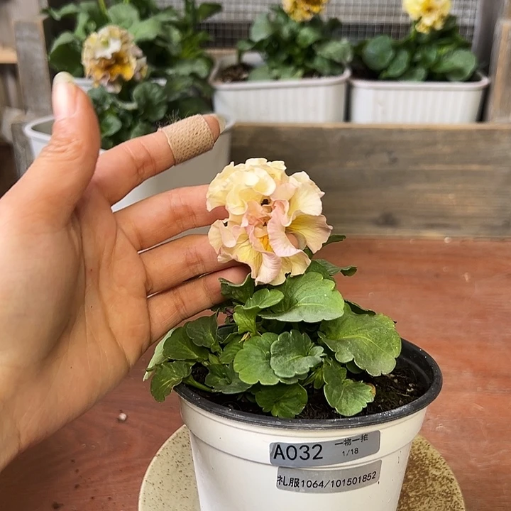 红陶032 我家花花真好看