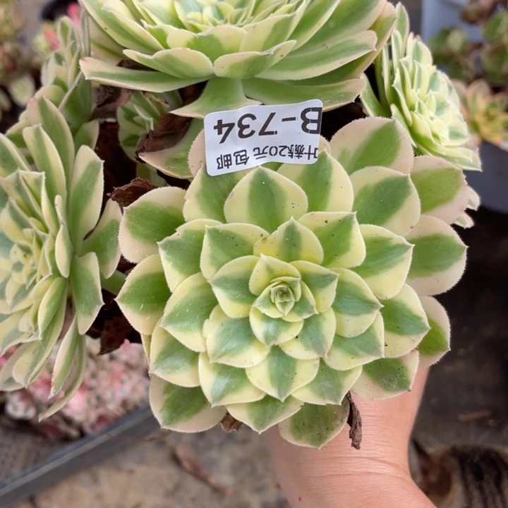 734玉资多肉123446789