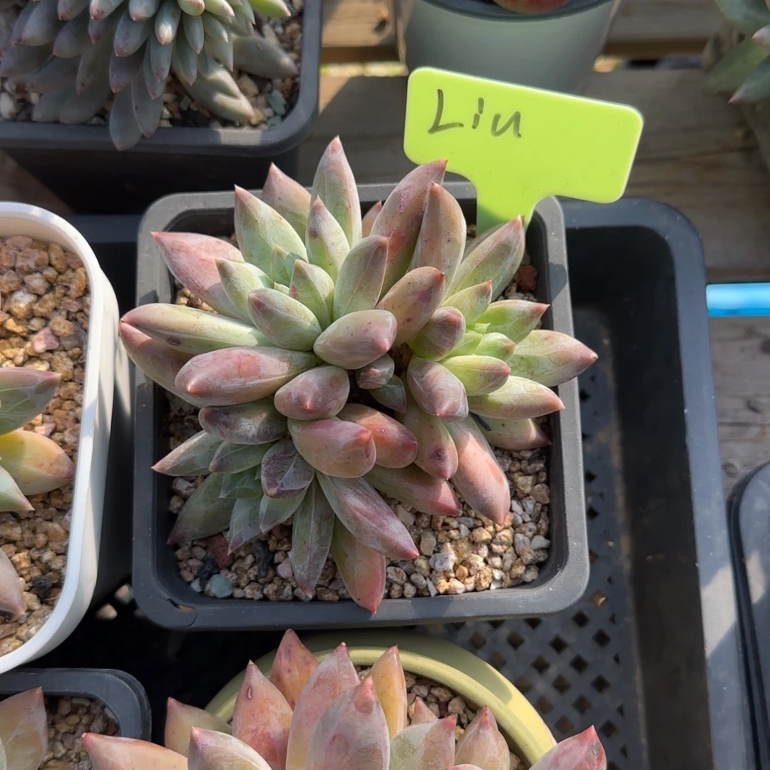 重楼群生五十包邮老桩