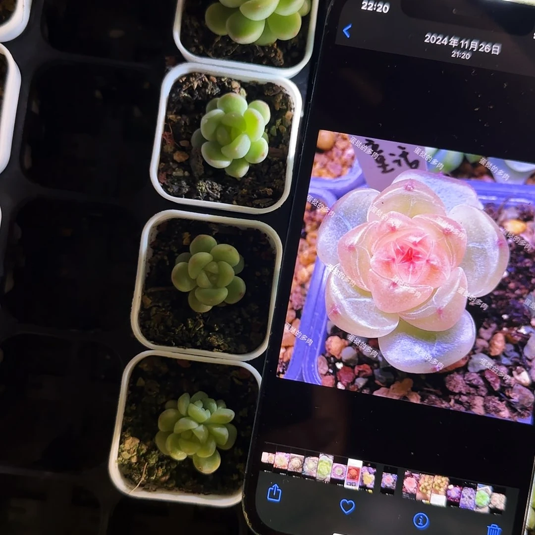 童话甜心盆2号床一个满25包邮