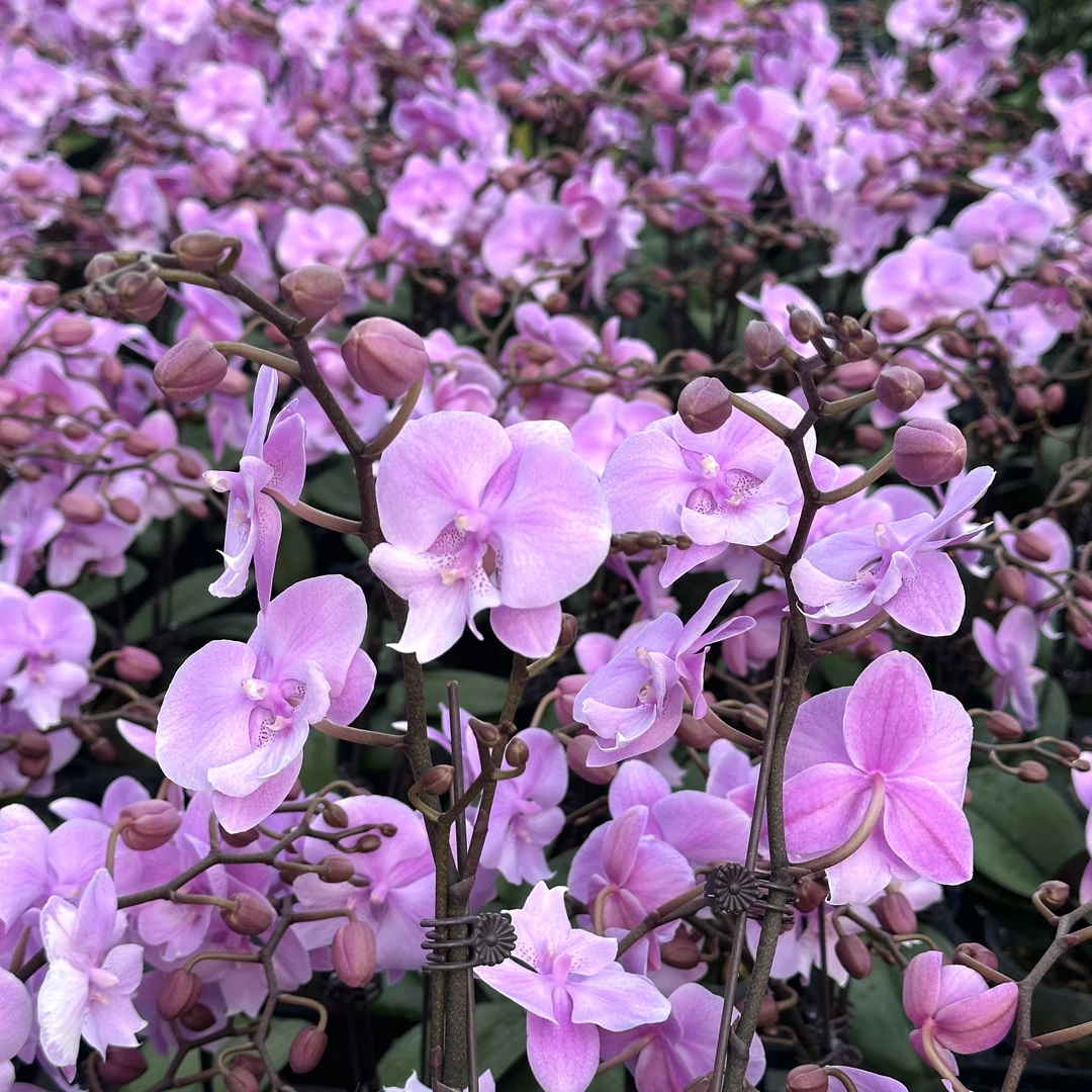 蝴蝶兰【禹城王子】花色娇艳耐养适合室内观赏 送人送礼/双