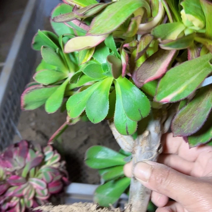 冰7彩多肉植物法师4084