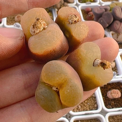 【闪购商品】25737