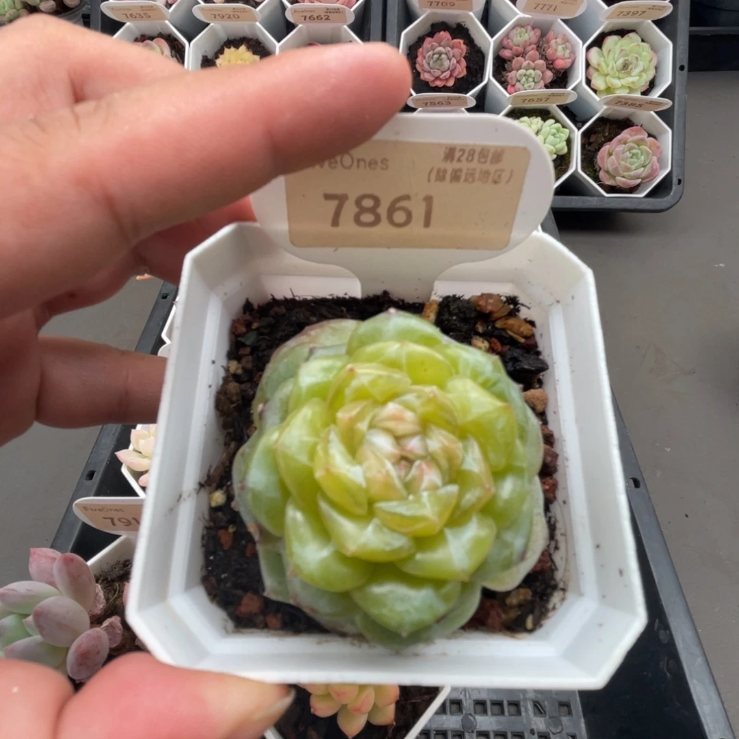 7861糖心类5.0厘米