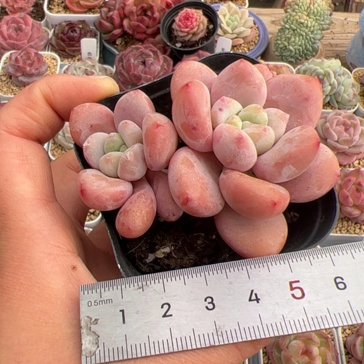 X*079 多肉植物组合盆栽