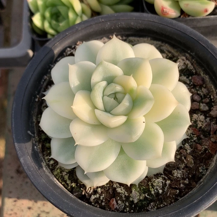 用***4麦秆杂交锦一物一拍