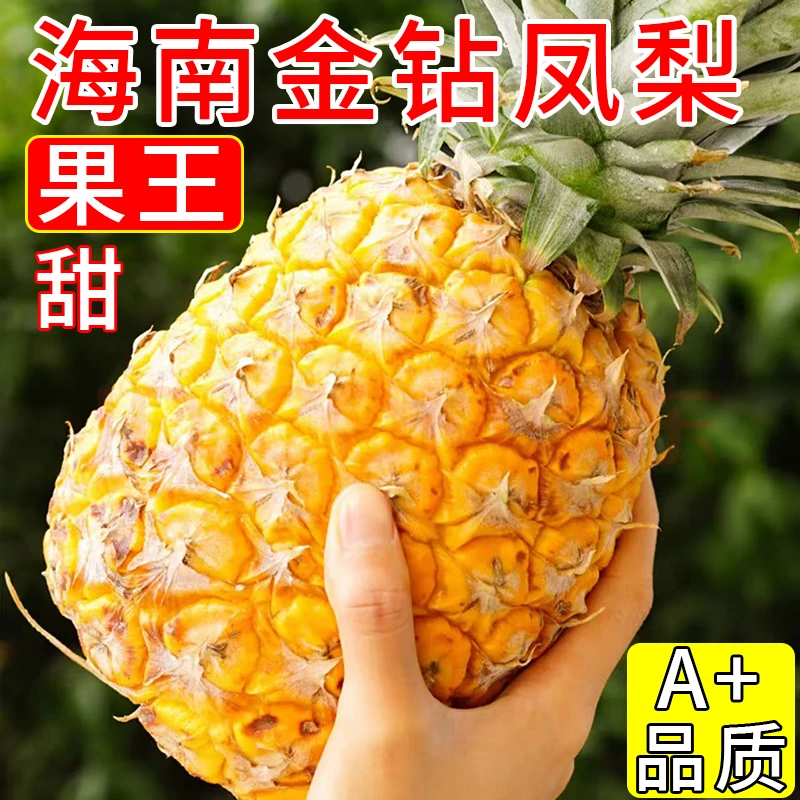 [果王] 正宗海南金钻凤梨树上自然熟大果到货即吃热带水果非菠萝