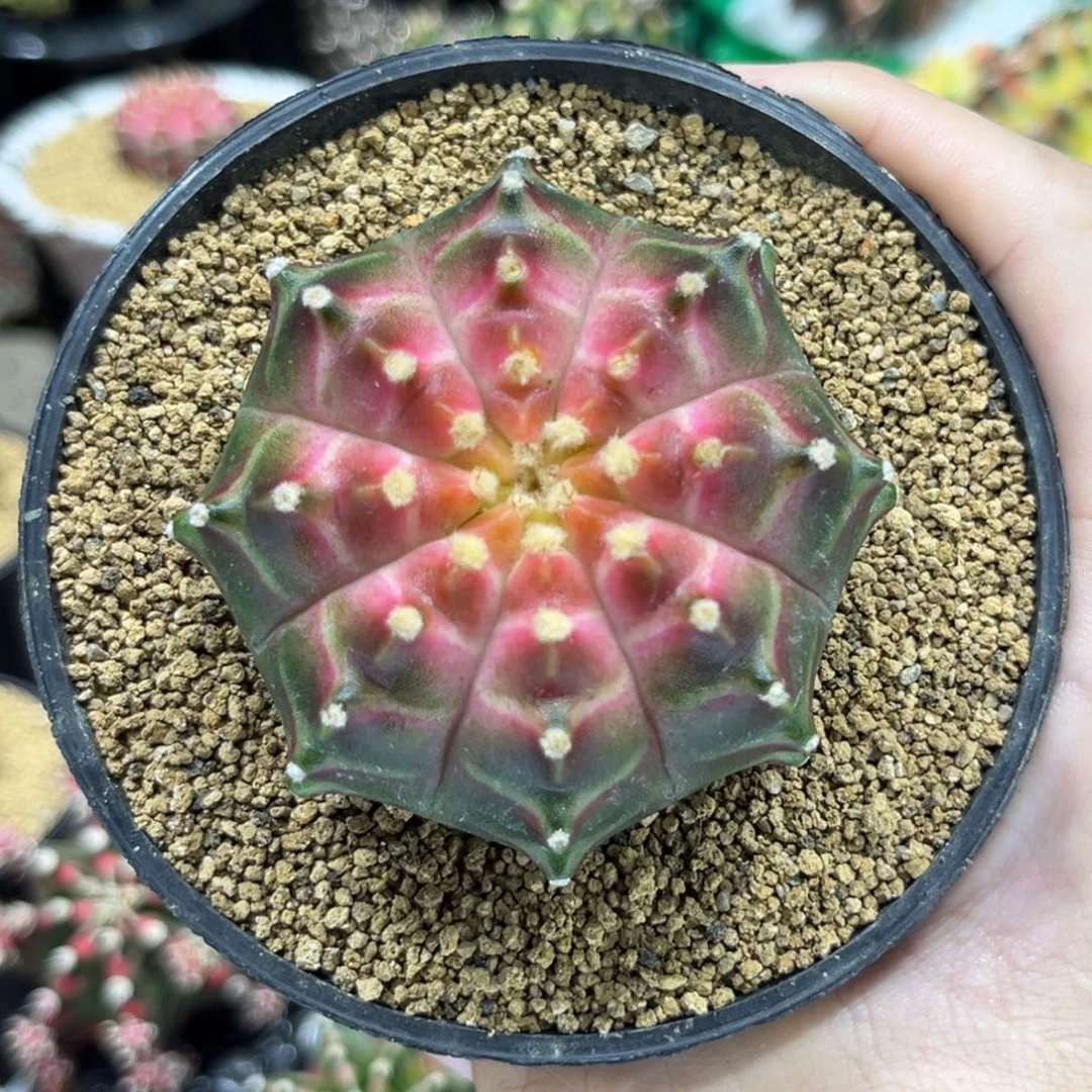 梦想轮回—————————