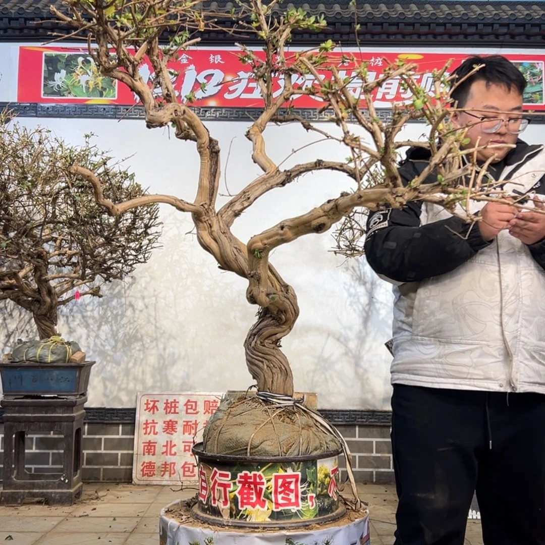 无花朵金银花88887778777877888