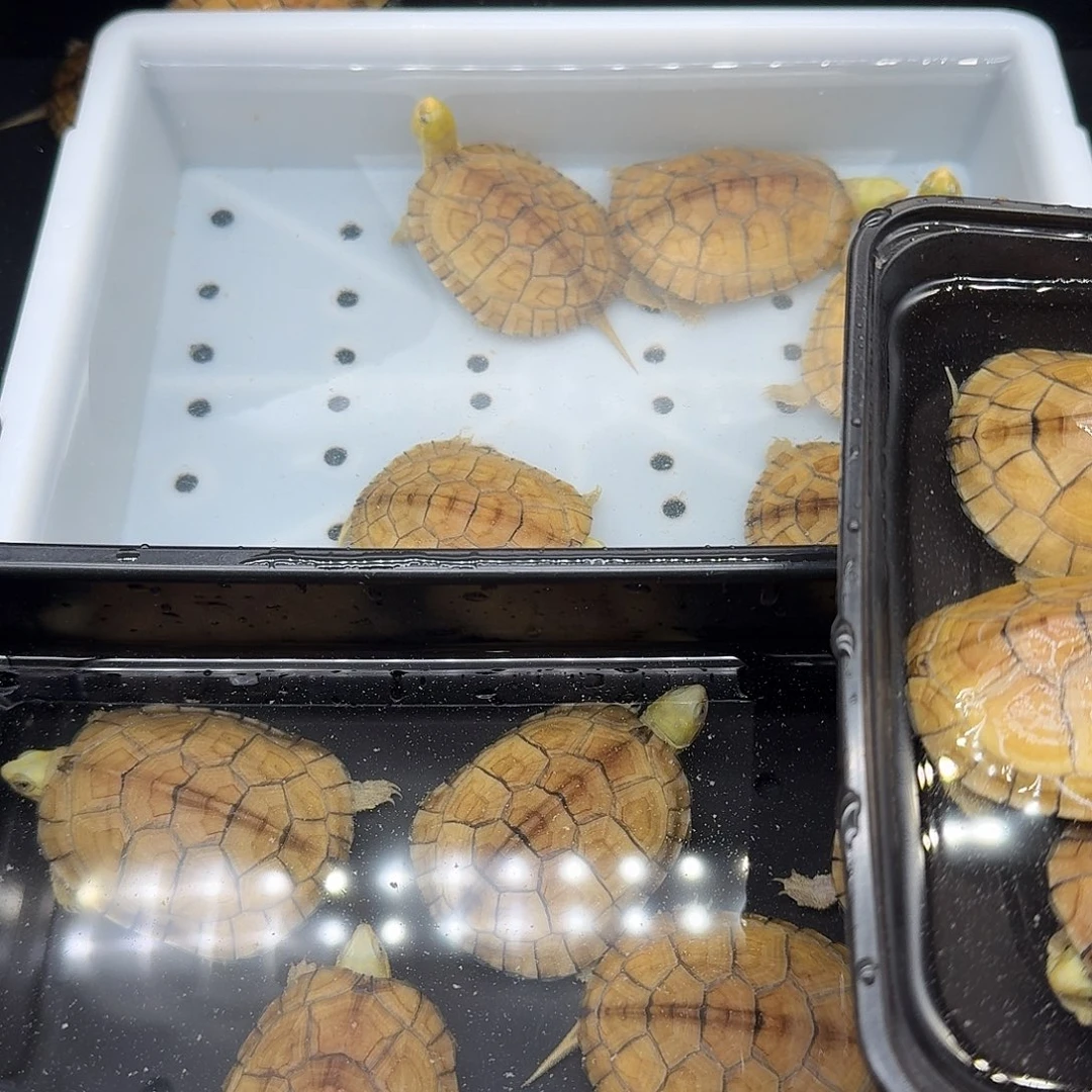 用***8绿毛龟母乌龟乌龟乌龟